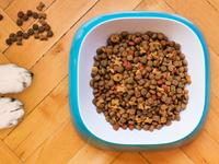 Choose the best dog food for your special pet