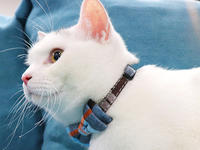 Pamper your feline with the best collar for cats 
